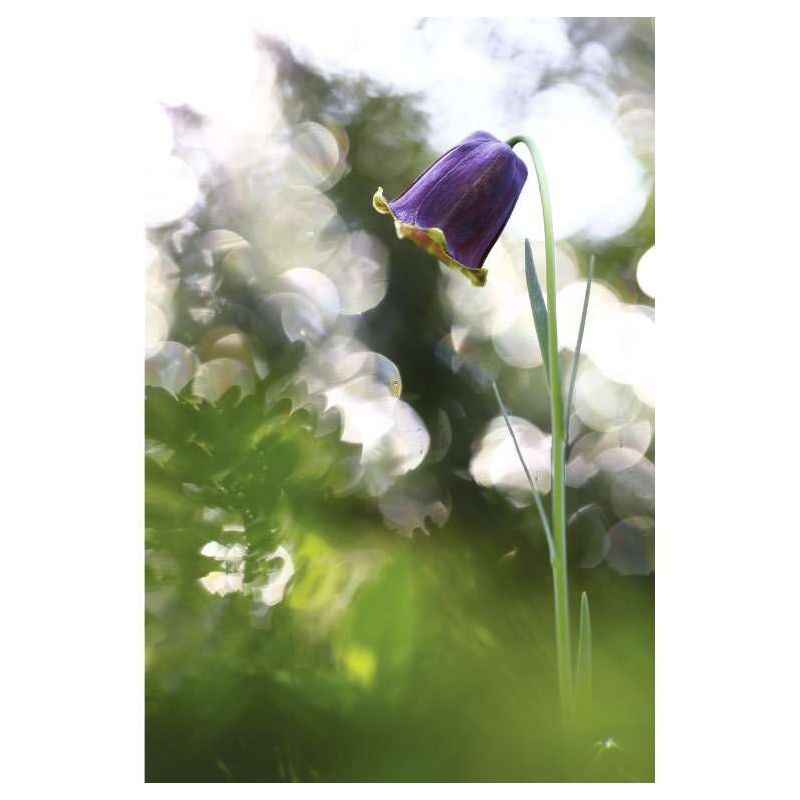 PYRENEAN FRITILLARY canvas print - Canvas prints