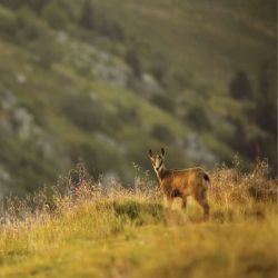 LITTLE CHAMOIS canvas print