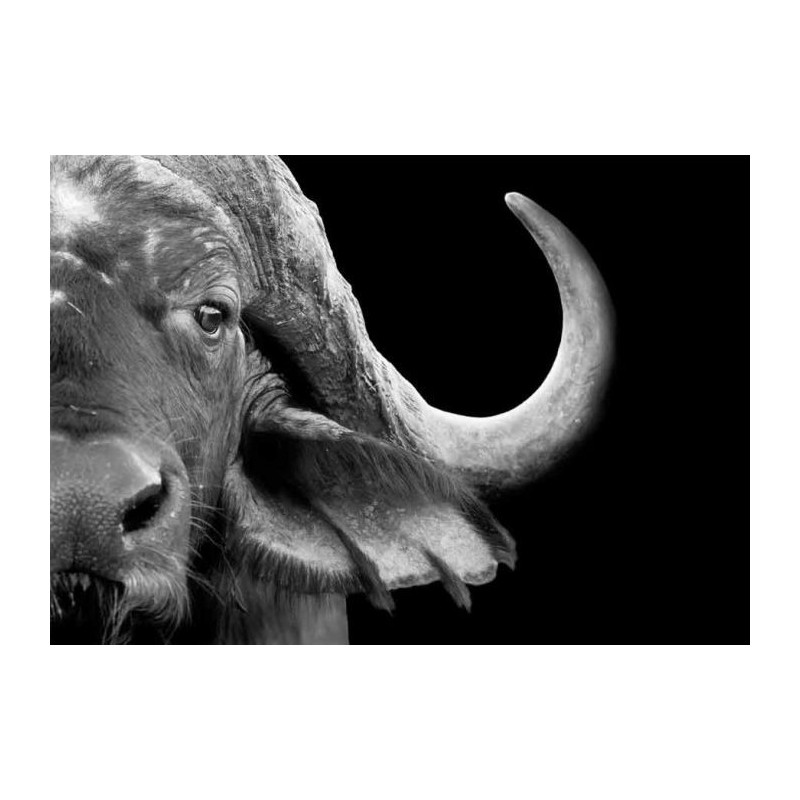 BUFFLE canvas print - Animal canvas print