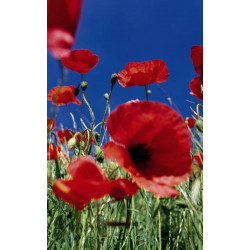 COQUELICOT wall hanging