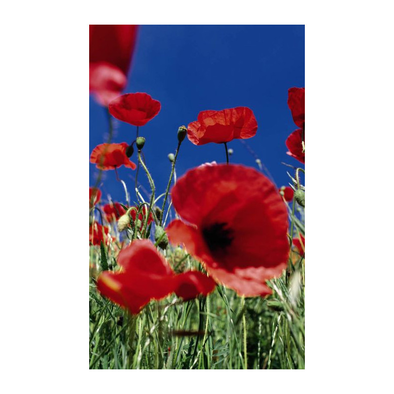 COQUELICOT wall hanging - Nature wall hanging