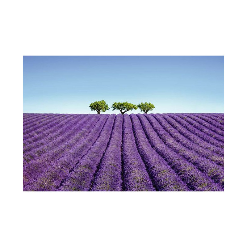 COLOUR LAVENDER poster - Panoramic poster
