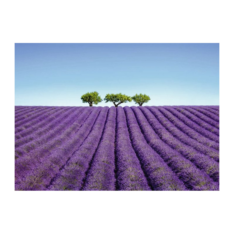 COLOUR LAVENDER canvas print - Xxl canvas prints