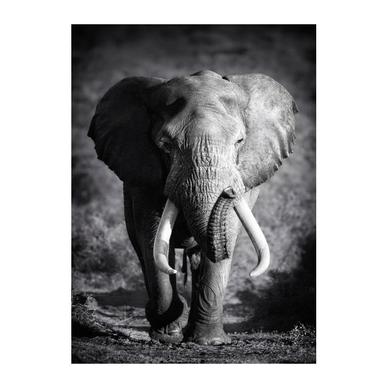 LONE ELEPHANT Canvas print - Black and white canvas
