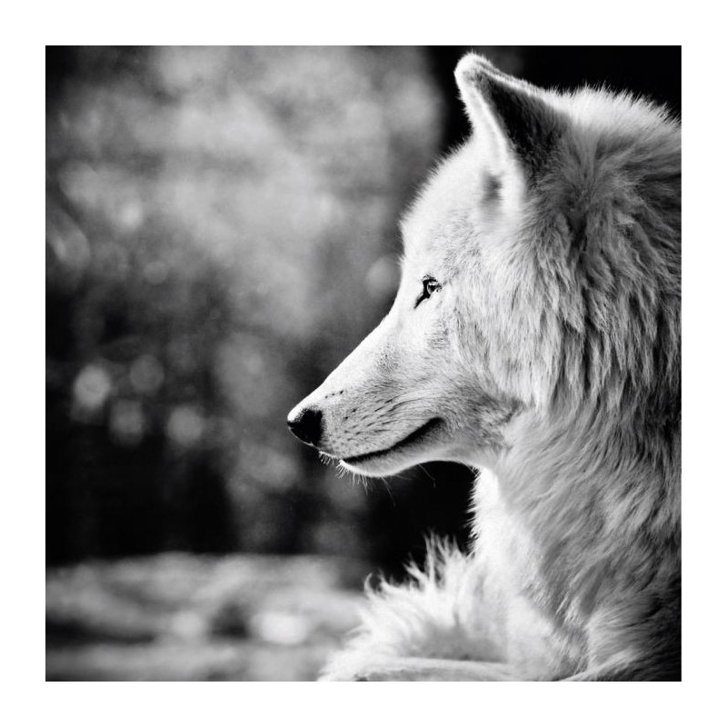 BETWEEN DOG AND WOLF Canvas print - Animal canvas print