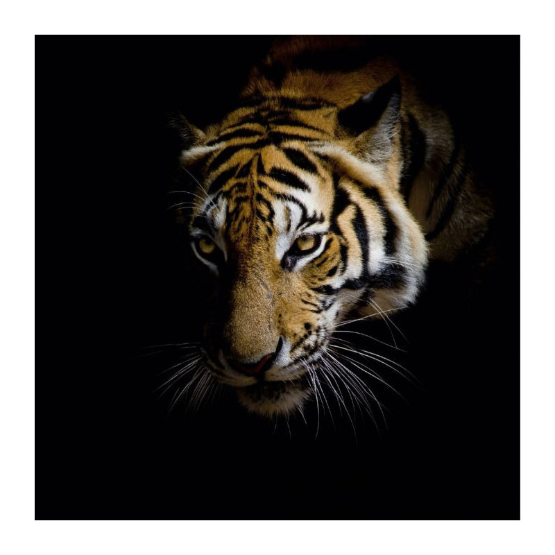 EYES OF A TIGER canvas print - Animal canvas print