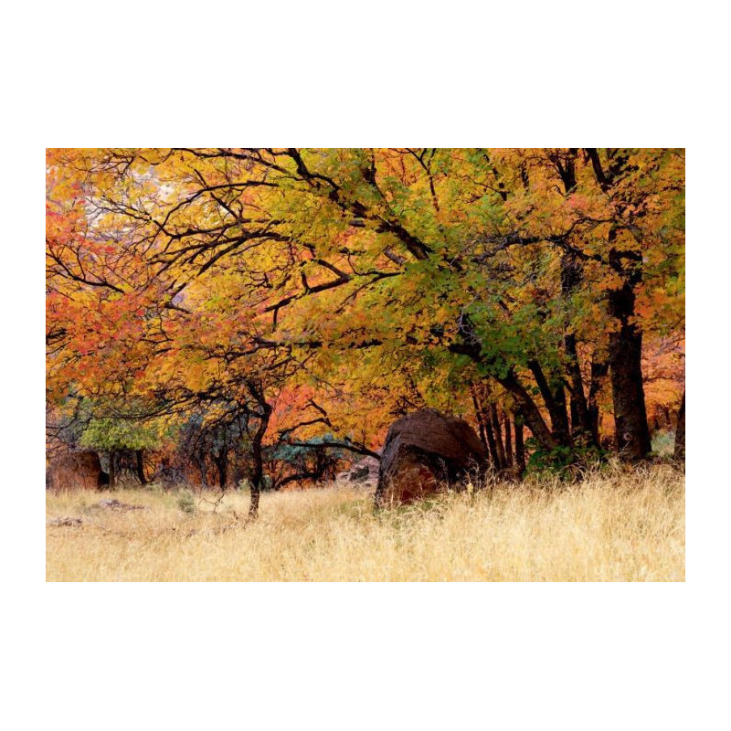 FAUVE canvas print - Landscape and nature canvas