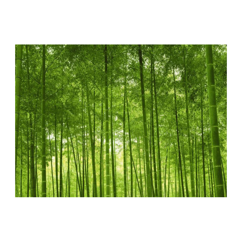 BAMBOO FOREST Canvas print - Xxl canvas prints