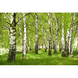 BIRCH FOREST Wallpaper