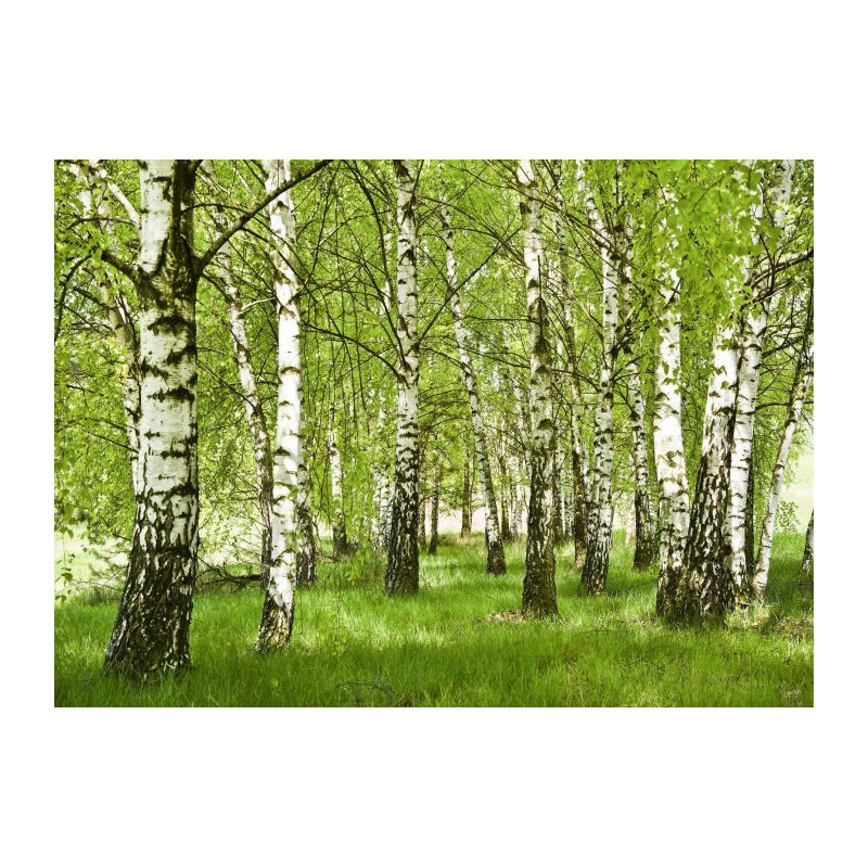 BIRCH FOREST Canvas print - Xxl canvas prints