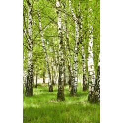 BIRCH FOREST Wall hanging