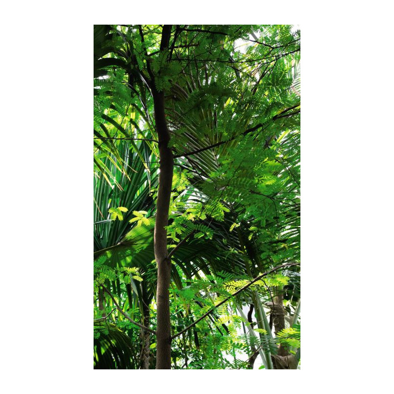 GUANIA Wallpaper - Jungle wallpaper