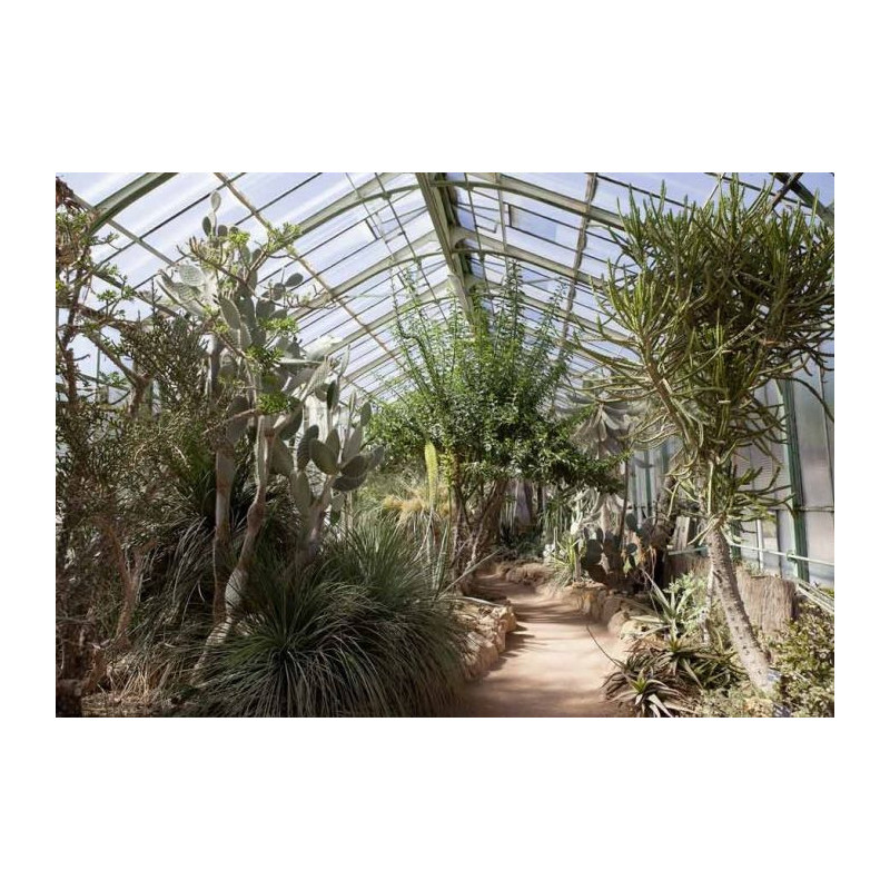 GREENHOUSE GARDEN canvas print - Xxl canvas prints