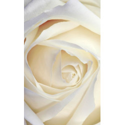 WHITE ROSE wall hanging