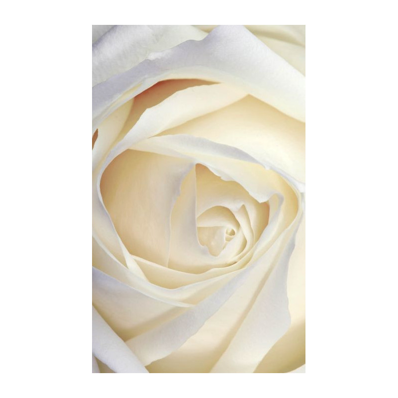 WHITE ROSE wallpaper - Floral wallpaper