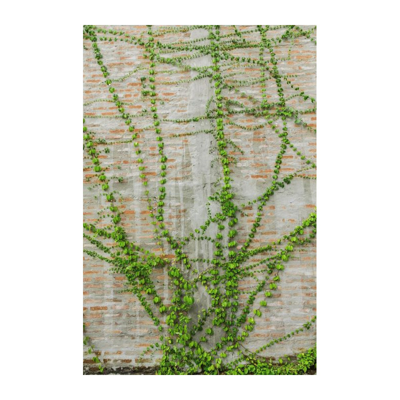 LIANA wallpaper - Plant wallpaper