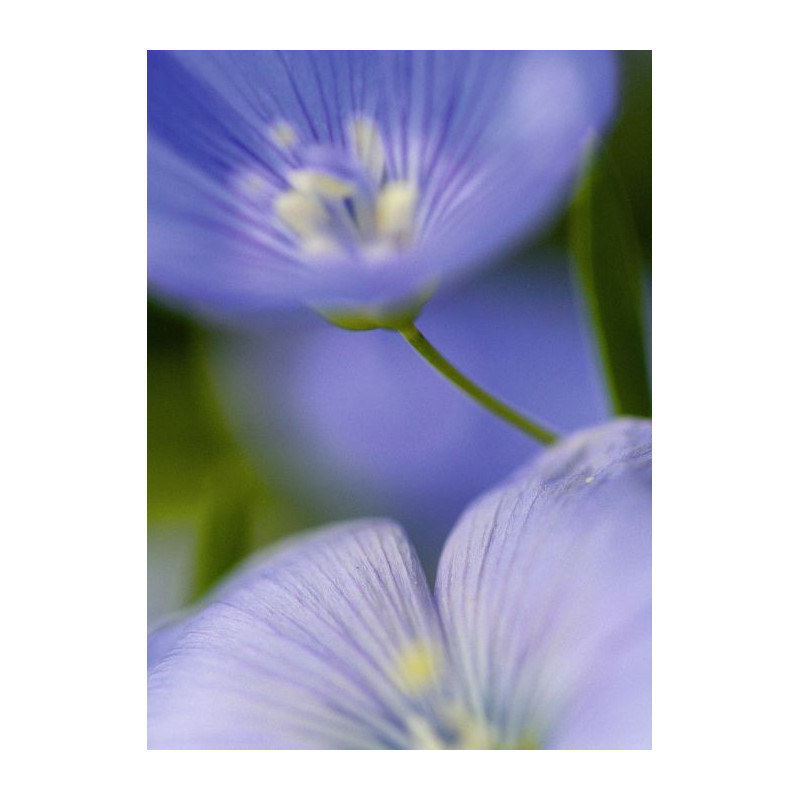 MAJORELLE Canvas print - Flower canvas print