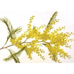 MIMOSA canvas print