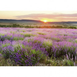 DAWN IN PROVENCE Canvas print