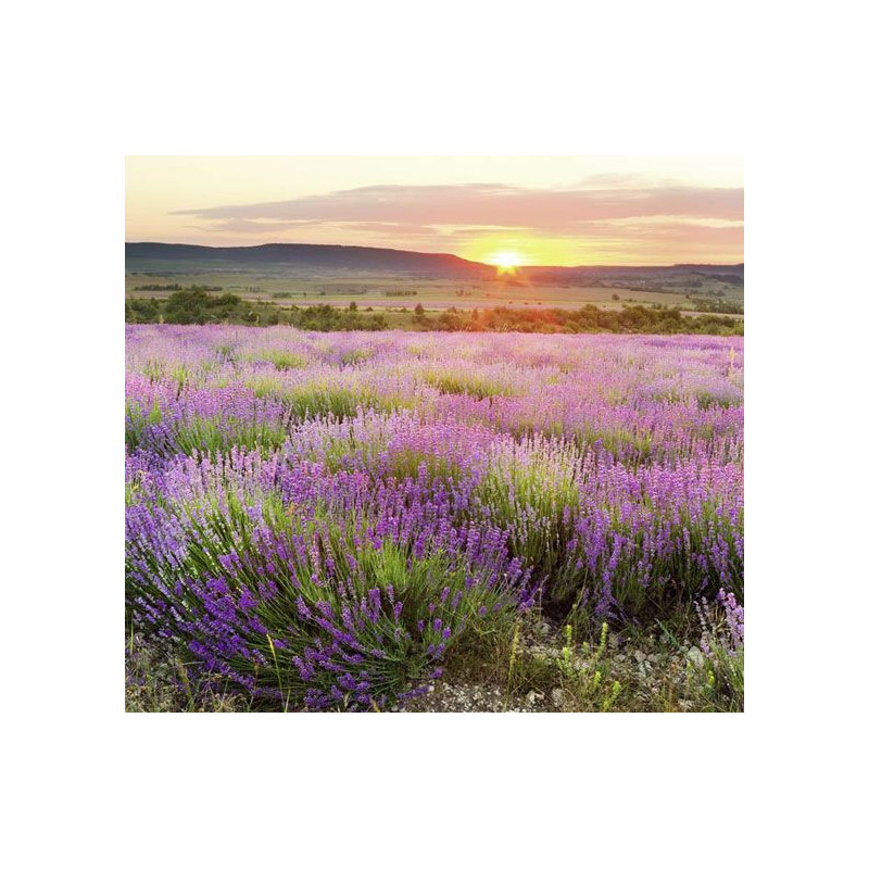 DAWN LAVENDER FIELD Wallpaper - Panoramic wallpaper