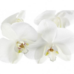 ORCHIDEE canvas print