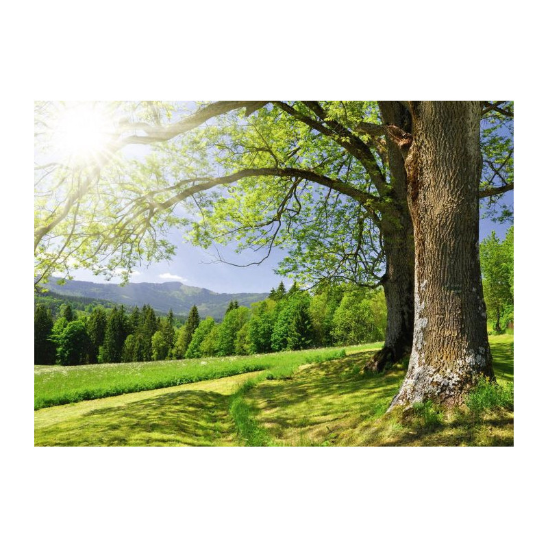 OREE DU BOIS canvas print - Landscape and nature canvas