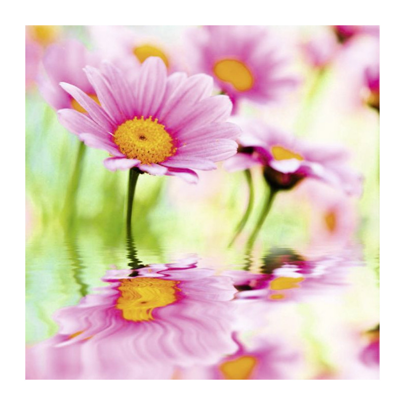 PINK DAISIES Canvas print - Flower canvas print