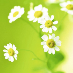 GREEN DAISIES canvas print