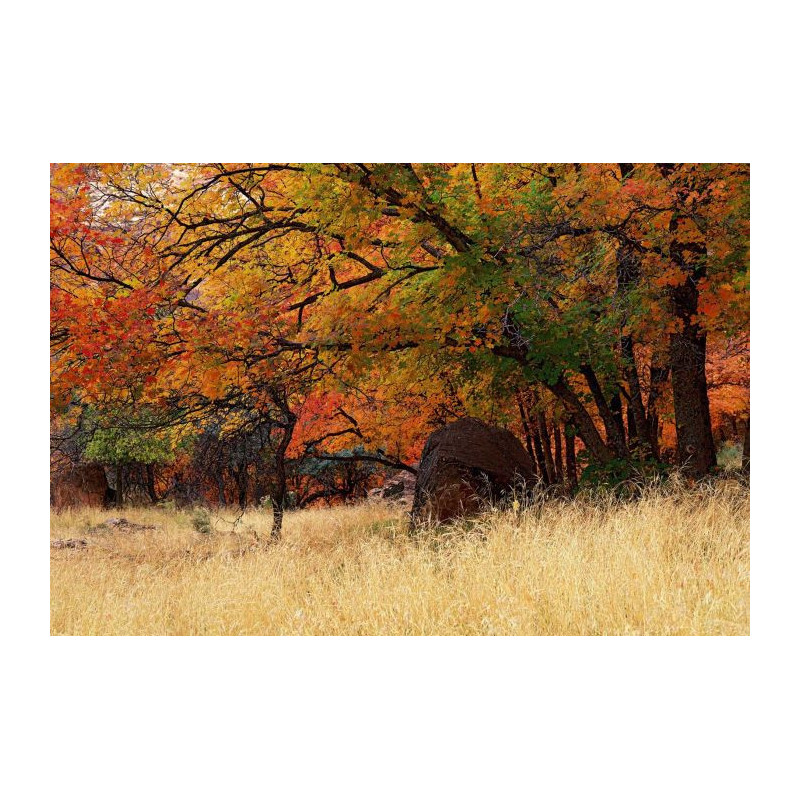 AUTUMN poster - Panoramic poster