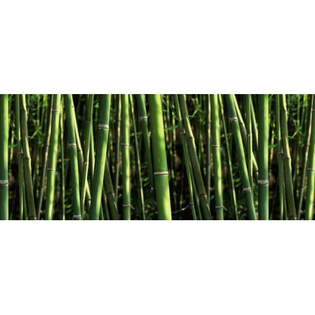 BAMBOOS Privacy screen