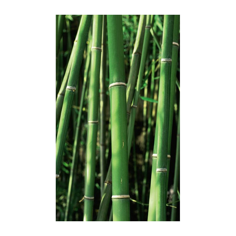 BAMBOUSERAIE wallpaper - Bamboo wallpaper