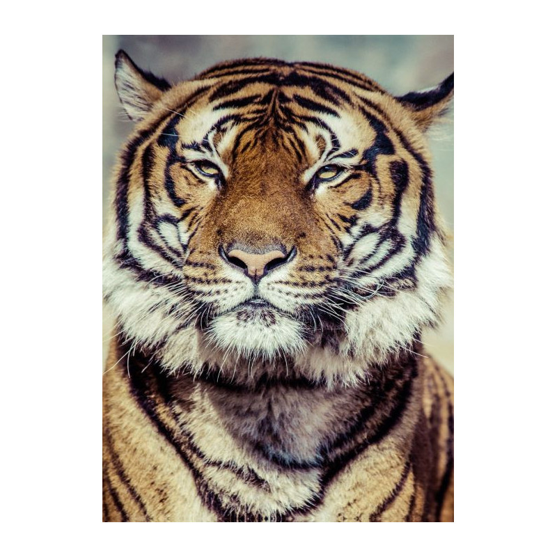 TIGER Canvas print - Animal canvas print