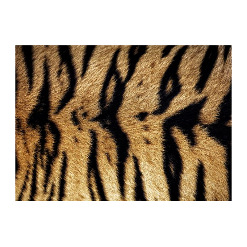 BENGAL TIGER canvas print - Xxl canvas prints