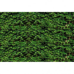 VIRGINIA CREEPER Poster