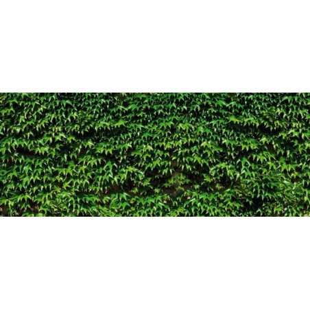 VIRGINIA CREEPER Privacy screen