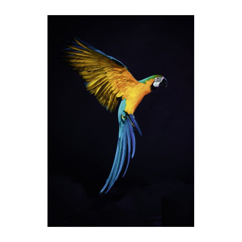 PARROT FLIGHT Canvas print - Animal canvas print