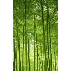 BAMBOO FOREST Wallpaper