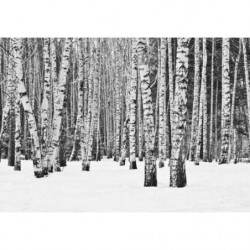 BLACK AND WHITE FOREST Canvas print