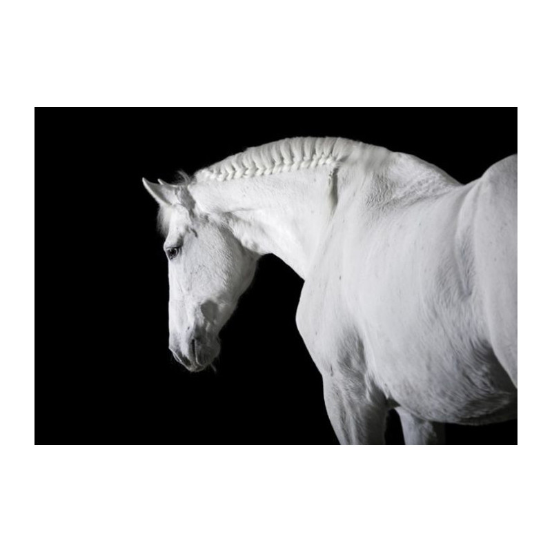 BLACK AND WHITE HORSE canvas print - Black and white canvas
