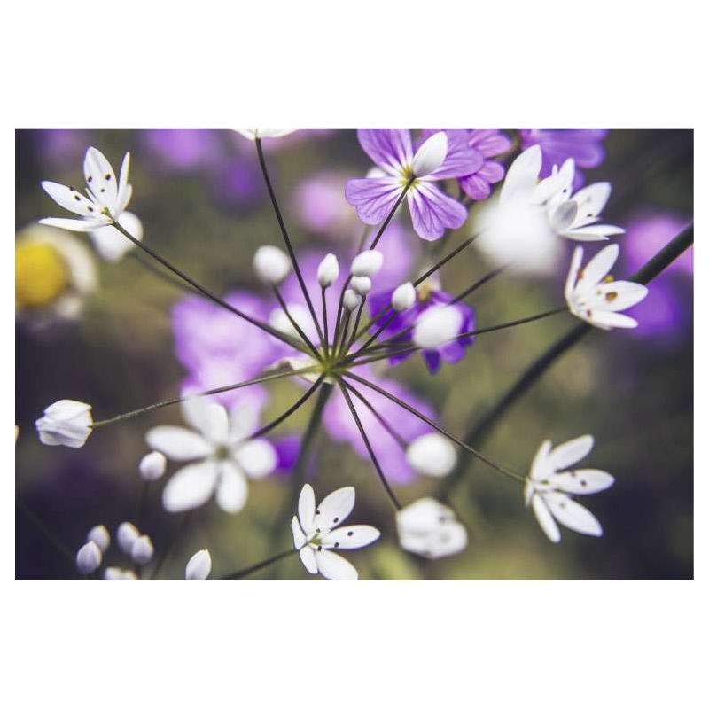 OMBELLIFERE canvas print - Flower canvas print