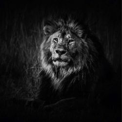 BLACK AND WHITE LION canvas print