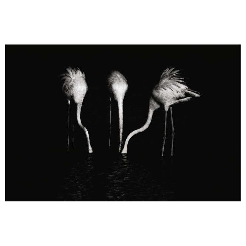 BLACK AND WHITE DINNER canvas print - Animal canvas print