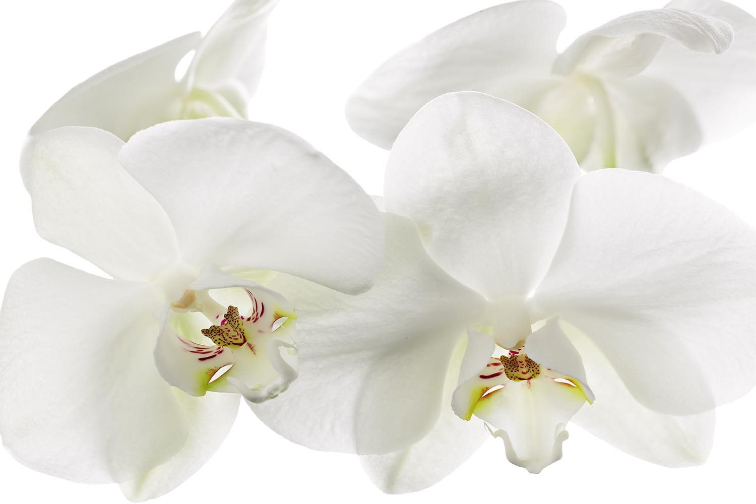 Restaurant decor: Orchid